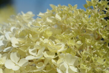 Large beautiful white-yellow hydrangea close-up