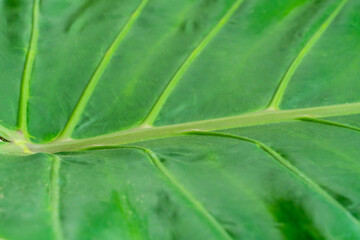 Green rainforest plant leaf in the Gage Park Tropical Greenhouse. Lush greenery and vibrant floral blooming. Tropical House with exotic plants. Botanical gem located in Hamilton, Ontario.