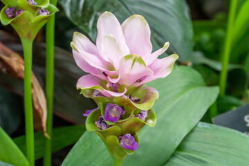 Siam tulip curcuma in the Gage Park Tropical Greenhouse. Lush greenery and vibrant floral blooming....