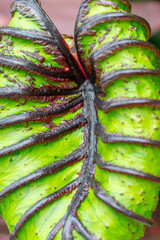 Colocasia pharaoh's mask in the Gage Park Tropical Greenhouse. Lush greenery and vibrant floral...