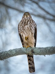 Majestic hawk perching on tree branch