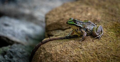 Frog perching on rock