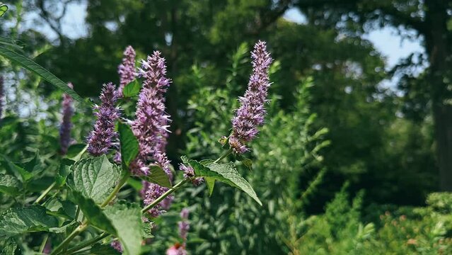 flowers in the field, pink lily in the garden, flower, pink, nature, plant, flowers, garden, bloom, blossom, flora, red, summer, beauty, macro, spring, rose, leaf, floral, purple, blooming, petal, lea