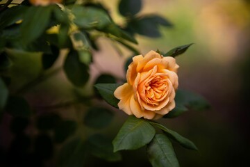 Selective focus shot of an orange pat austin rose on a bush