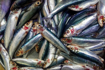 Fresh Sardine Fish in Dammam fish market.