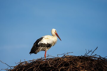 White stork perched atop a nest of sticks and twigs against a blue sky