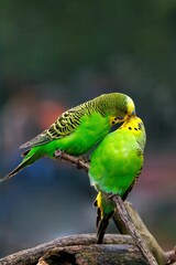 Closeup shot of two kissing green parakeet on a branch with a blurred background