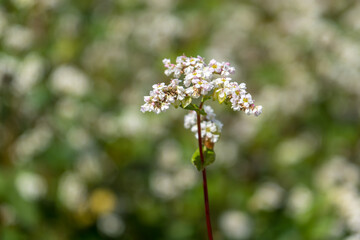 field of white buckwheat flowers