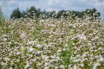 field of white buckwheat flowers