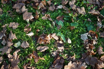 a closeup of dry leaves fallen on the grass