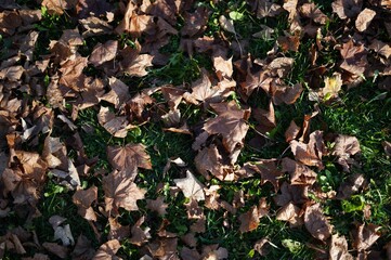 a closeup of dry leaves fallen on the grass