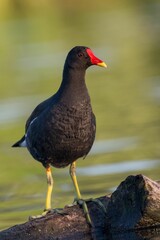 Selective focus shot of a common moorhen bird perched on a rock in a pond