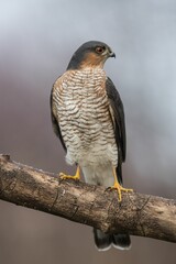 Vertical shot of a brown sparrowhawk bird perched on a tree branch