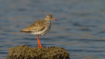 Common redshank perched atop a bed of lush moss situated near a tranquil body of water