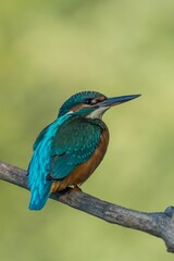 Selective focus shot of a tropical kingfisher bird perched on a tree branch