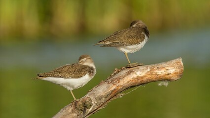 Fototapeta premium Tranquil scene featuring two sandpiper birds perched on a branch of a tree near a body of water