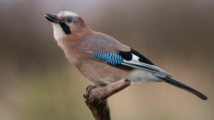 Eurasian jay songbird perches atop a wooden stick, gazing upwards with bright eyes