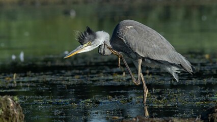 Majestic gray heron stands alone in a tranquil body of water