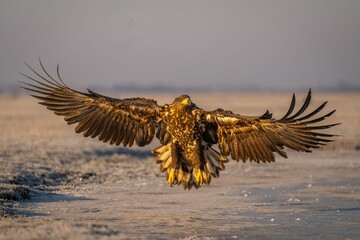 Majestic brown eagle is seen gliding through the sky above a peaceful lake