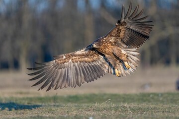 Majestic bird flying in the sky, with its wings spread wide open