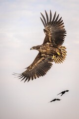 Majestic eagle is captured in flight against a stunning backdrop of a bright sky