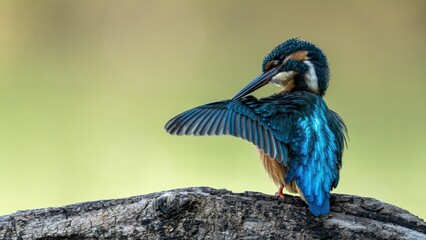 a kingfisher sitting on top of a rock and its wings spread