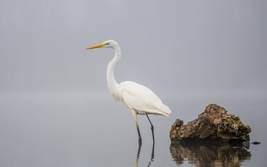 Majestic white egret wading in a reflective pond