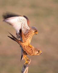A vertical shot of two common kestrel birds perched on a tree branch