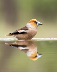 Vertical shot of a hawfinch bird perched on a reflective lake
