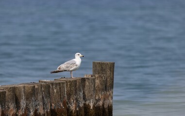 Seagull perched atop a wooden groyne at a beach, overlooking a vast expanse of ocean
