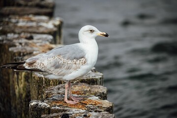 White seagull perched atop a series of wooden groynes