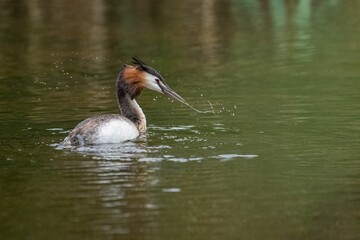 Selective focus shot of a great crested grebe bird floating on a pond