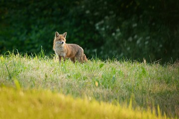 Selective focus shot of a curious fox on a grassy green field