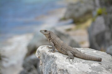 Close-up of a Mexican spiny-tailed iguana standing on a rock next to the beach