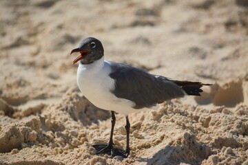 Close-up of a laughing gull with its beak open standing in the sand