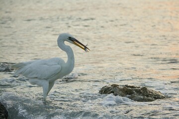 Close-up of a great egret standing in the water, holding a fish in its beak
