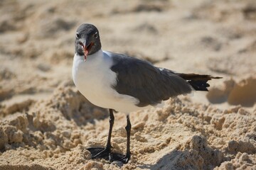 Close-up of a laughing gull looking into the camera with its beak open