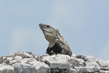 Low-angle view of an iguana standing on small rocks
