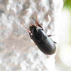 Closeup shot of a ground beetle on a white surface.
