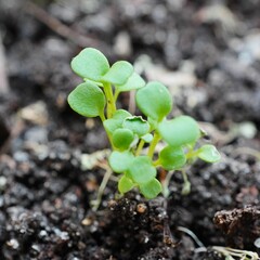 Vibrant green plant sprouting in a natural environment.