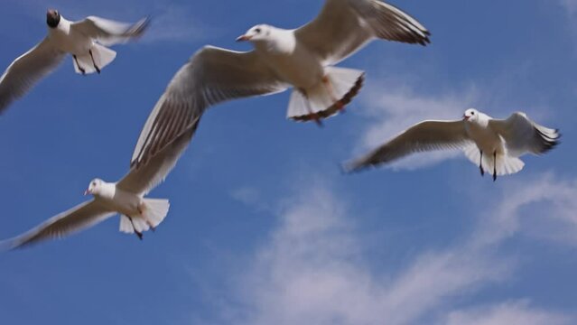 Scenic view of flying seagulls with blue sky in the background