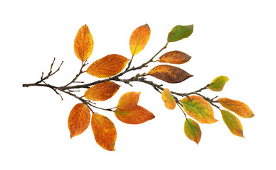 Autumn twig with colorful leaves in a seasonal arrangement isolated on white or transparent background