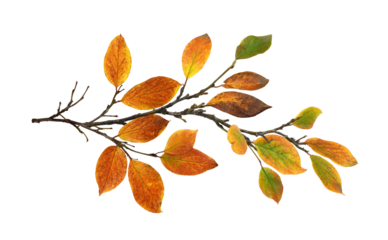 Autumn twig with colorful leaves in a seasonal arrangement isolated on white or transparent background