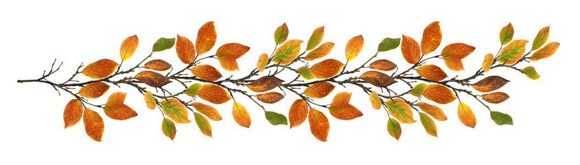 Autumn twig with colorful leaves in a seasonal garland isolated on white or transparent background