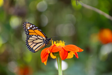 MONARCH BUTTERFLY