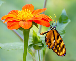 MONARCH BUTTERFLY 