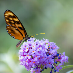 MONARCH BUTTERFLY