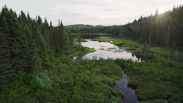 Drone view of a swamp in the middle of a forest
