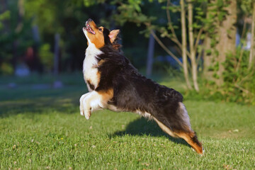 Active tricolor Australian Shepherd dog posing outdoors jumping on a green grass in summer