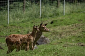 Scenic outdoor view of a mother deer and her baby fawn standing in a grassy enclosure